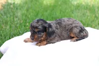 Chloe, a female Cavapoo for sale in Lebanon, PA – 2 of 10