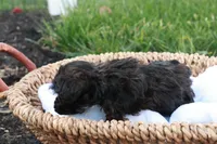 Hudson, a male Havapoo for sale in Lebanon, PA – 4 of 8
