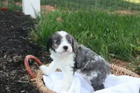 Carlin, a male Cavapoo for sale in Lebanon, PA – 6 of 7