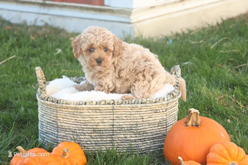 Toby – Poodle - Toy  puppy for sale in Lebanon, PA