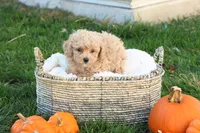 Tory, a female Poodle - Toy  for sale in Lebanon, PA – 5 of 7