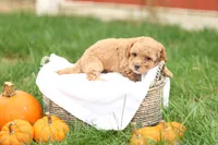 Harrison, a male Havapoo for sale in Lebanon, PA – 3 of 7