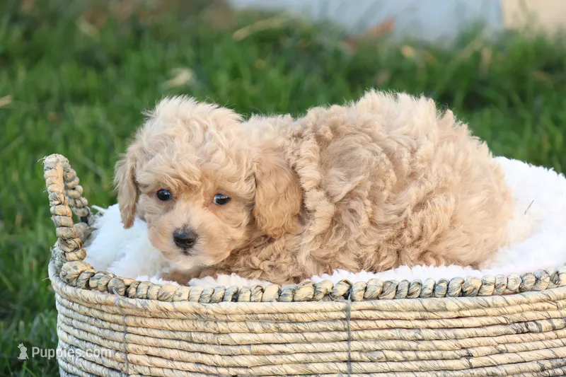 Tory – Poodle - Toy  puppy for sale in Lebanon, PA