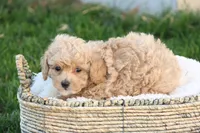 Tory, a female Poodle - Toy  for sale in Lebanon, PA – 1 of 7