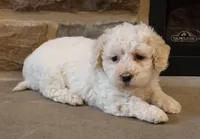 Bailey, a female Bichpoo for sale in Lebanon, PA – 3 of 5