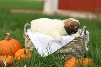 Sarah, a female Shihpoo for sale in Lebanon, PA – 6 of 9