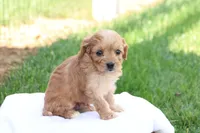 Curtis, a male Cavapoo for sale in Lebanon, PA – 7 of 9