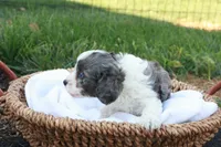 Carlin, a male Cavapoo for sale in Lebanon, PA – 4 of 7