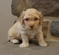 Ben, a male Bichpoo for sale in Lebanon, PA – 1 of 5