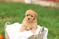Haven, a female Havapoo for sale in Lebanon, PA – 7 of 10
