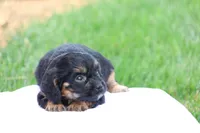 Casey, a female Cavapoo for sale in Lebanon, PA – 7 of 10