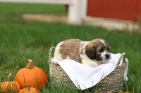 Skyler, a male Shihpoo for sale in Lebanon, PA – 9 of 10