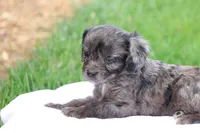 Cheryl, a female Cavapoo for sale in Lebanon, PA – 8 of 9