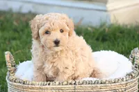 Trent, a male Poodle - Toy  for sale in Lebanon, PA – 7 of 9
