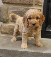 Chris, a male Cockapoo for sale in Lebanon, PA – 4 of 8