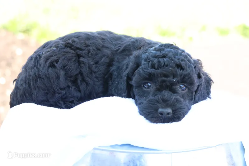 Hanson – Havapoo puppy for sale in Lebanon, PA