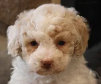 Brenda, a female Bichpoo for sale in Lebanon, PA – 4 of 7