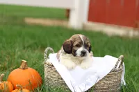 Skyler, a male Shihpoo for sale in Lebanon, PA – 4 of 10