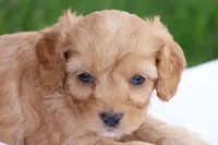 Carl, a male Cavapoo for sale in Lebanon, PA – 4 of 8