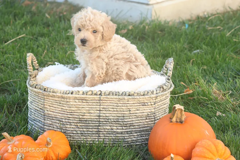 Teddy – Poodle - Toy  puppy for sale in Lebanon, PA