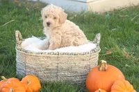 Teddy, a male Poodle - Toy  for sale in Lebanon, PA – 1 of 8