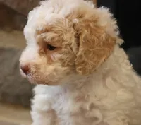 Brenda, a female Bichpoo for sale in Lebanon, PA – 2 of 7