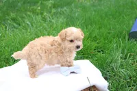 Mathew, a male Maltipoo for sale in Lebanon, PA – 4 of 7