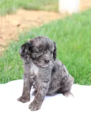 Cheryl, a female Cavapoo for sale in Lebanon, PA – 6 of 9