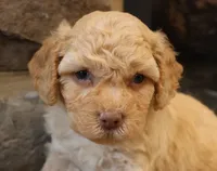 Ben, a male Bichpoo for sale in Lebanon, PA – 2 of 5