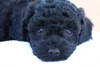 Hanson, a male Havapoo for sale in Lebanon, PA – 10 of 10