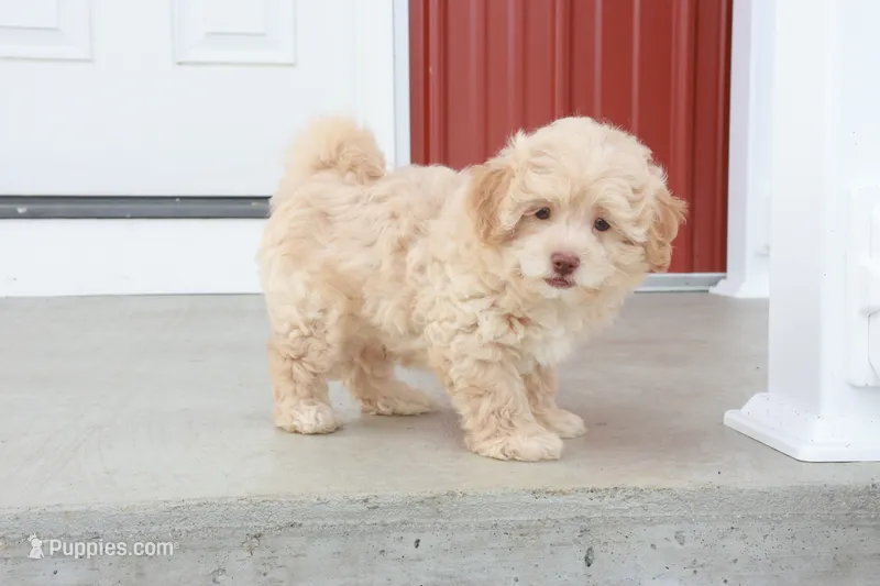 Sawyer – Shihpoo puppy for sale in Lebanon, PA
