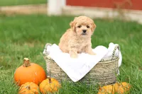 Hank, a male Havapoo for sale in Lebanon, PA – 3 of 8
