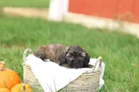 Sheldon, a male Shihpoo for sale in Lebanon, PA – 3 of 9