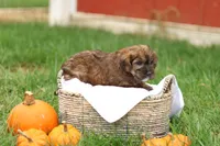 Jennica, a female Jack Russell Terrier and Poodle - Toy  for sale in Lebanon, PA – 4 of 10