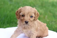 Carl, a male Cavapoo for sale in Lebanon, PA – 1 of 8