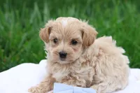 Marcus, a male Maltipoo for sale in Lebanon, PA – 5 of 7