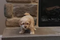 Sawyer, a male Shihpoo for sale in Lebanon, PA – 5 of 6