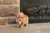 Sabrina, a female Shihpoo for sale in Lebanon, PA – 2 of 10