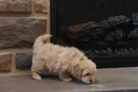 Sawyer, a male Shihpoo for sale in Lebanon, PA – 2 of 6
