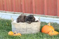 Serenity, a female Shih Tzu and Poodle - Toy  for sale in Lebanon, PA – 5 of 9