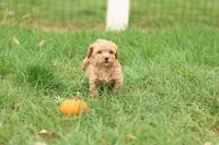 Harrison, a male Havapoo for sale in Lebanon, PA – 5 of 7
