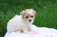 Hannah  (6-10lbs fullgrown), a female Havapoo for sale in Lebanon, PA – 4 of 9