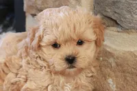 Stephen, a male Shihpoo for sale in Lebanon, PA – 2 of 10