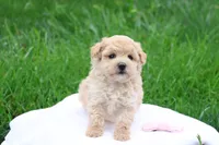 Malinda, a female Maltipoo for sale in Lebanon, PA – 3 of 6