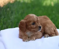 Christa, a female Cavapoo for sale in Lebanon, PA – 2 of 10