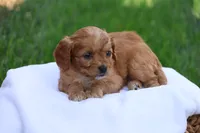Christa, a female Cavapoo for sale in Lebanon, PA – 5 of 10