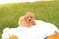 Tasha, a female Poodle - Toy  for sale in Lebanon, PA – 3 of 10