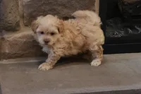 Sawyer, a male Shihpoo for sale in Lebanon, PA – 6 of 6