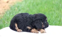 Casey, a female Cavapoo for sale in Lebanon, PA – 3 of 10