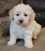 Bailey, a female Bichpoo for sale in Lebanon, PA – 4 of 5
